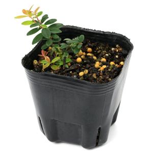 (観葉植物)果樹苗 リンゴンベリー 3号(1ポ...の詳細画像1