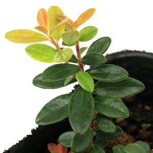 (観葉植物)果樹苗 リンゴンベリー 3号(1ポ...の詳細画像2
