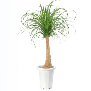 （観葉植物）トックリラン　ノリナ　ポニーテール　６号（１鉢）