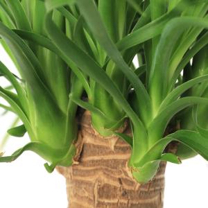 (観葉植物)トックリラン ノリナ ポニーテール...の詳細画像1