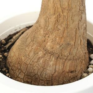 (観葉植物)トックリラン ノリナ ポニーテール...の詳細画像2