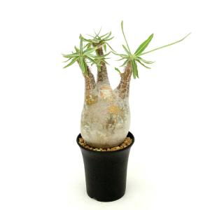 （多肉植物）一点物　パキポディウム　グラキリス　現地株　発根確認済み　３号（１株）冬季落葉中