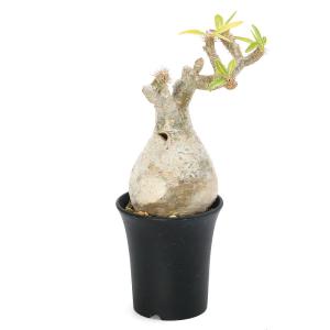 （多肉植物）一点物　パキポディウム　グラキリス　現地株　発根確認済み　３号（１株）冬期落葉中（３５１８８４）