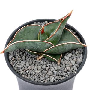 （多肉植物）サンスベリア　ロリダ　３〜３．５号（１鉢）