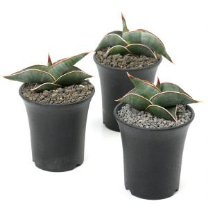 (多肉植物)サンスベリア ロリダ 3〜3.5号...の詳細画像1