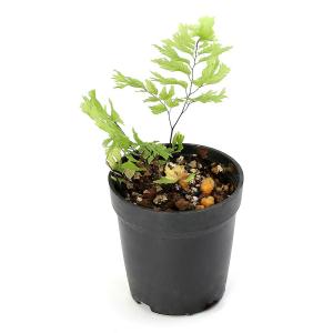 (観葉植物)ビバリウムプランツ アジアンタム ...の詳細画像1