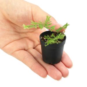 (観葉植物)ビバリウムプランツ アジアンタム ...の詳細画像2
