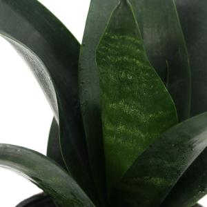 (観葉植物)インテリア サンスベリア ブラック...の詳細画像1