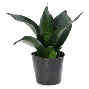 (観葉植物)インテリア サンスベリア ブラック...の詳細画像2