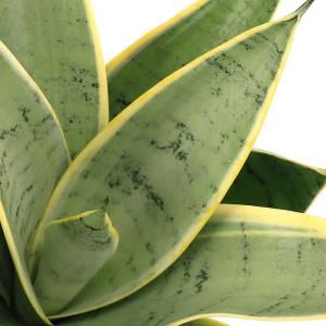 (観葉植物)サンスベリア シルバーハニー 3....の詳細画像1