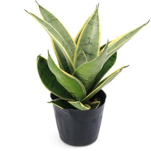 (観葉植物)サンスベリア シルバーハニー 3....の詳細画像2