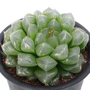 （多肉植物）ハオルチア　クーペリー　ピリフェラ　キングウィリアムズタウン　３号(１鉢)