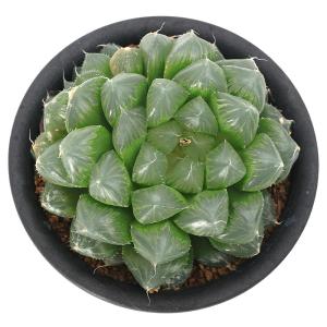 (多肉植物)ハオルチア クーペリー ピリフェラ...の詳細画像1
