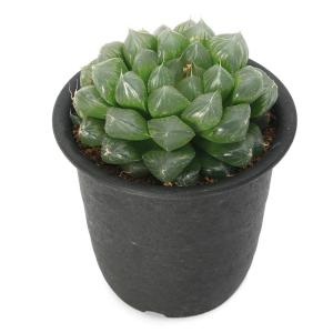 (多肉植物)ハオルチア クーペリー ピリフェラ...の詳細画像2