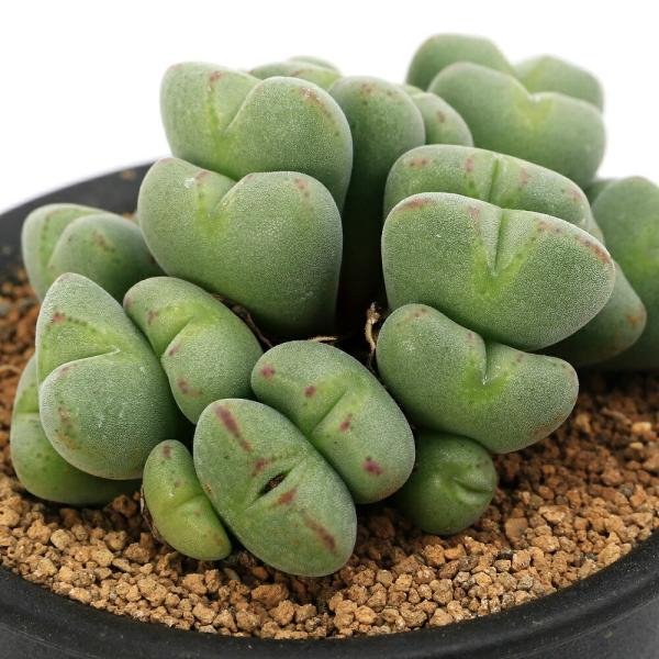 （多肉植物）コノフィツム　ルイザエ　３号（１鉢）