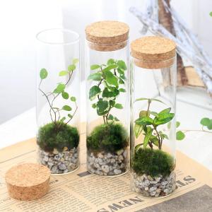 （観葉植物）苔テラリウム　インテリアプランツ　スタンドガラス（３個）　コケテラリウム　苔テラ　コケテラ　苔　インテリア