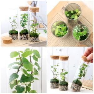 (観葉植物)苔テラリウム インテリアプランツ ...の詳細画像1