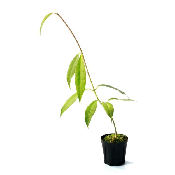 （観葉植物）ホヤ　テロスモイデス　Ｙａｓｉｍ，　Ｐａｇｕｙａｎｇａｎ，　Ｂｒｅｂｅｓ，　Ｃｅｎｔｒａ...