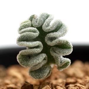 （多肉植物）エリオスペルマム　チタノプソイデス　２．５号（１鉢）ケープバルブ