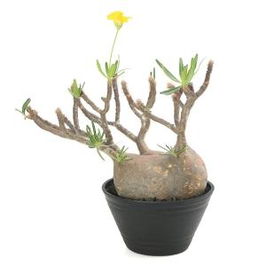 (多肉植物)一点物 パキポディウム グラキリス ...の商品画像