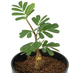 （多肉植物）センナ　メリディオナリス　２号（１ポット）コーデックス
