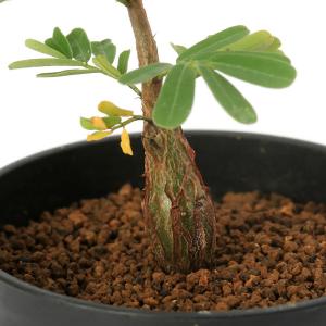 (多肉植物)センナ メリディオナリス 2号(1...の詳細画像1