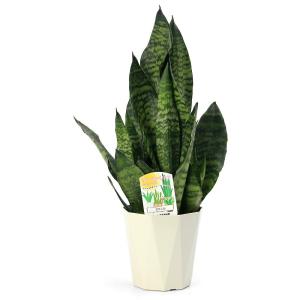 (観葉植物)インテリア サンスベリア ゼラニカ...の詳細画像1