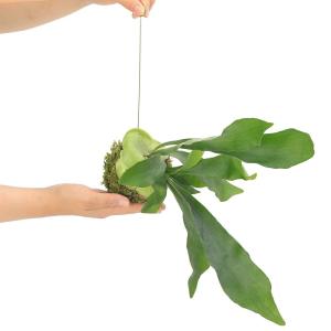 （観葉植物）吊り下げ苔玉　コウモリラン　ビカクシダ（１個）　ハンギング　吊り下げ