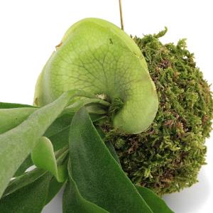 (観葉植物)吊り下げ苔玉 コウモリラン ビカク...の詳細画像1