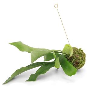 (観葉植物)吊り下げ苔玉 コウモリラン ビカク...の詳細画像2