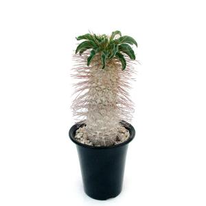 (多肉植物)一点物 パキポディウム ナマクアナム...の商品画像
