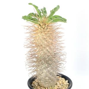 (多肉植物)一点物 パキポディウム ナマクアナム...の商品画像