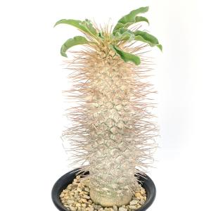 (多肉植物)一点物 パキポディウム ナマクアナ...の詳細画像1