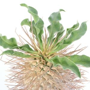 (多肉植物)一点物 パキポディウム ナマクアナ...の詳細画像2