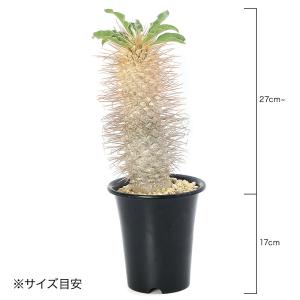 (多肉植物)一点物 パキポディウム ナマクアナ...の詳細画像3