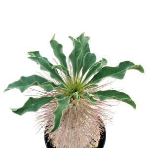 (多肉植物)一点物 パキポディウム ナマクアナ...の詳細画像3
