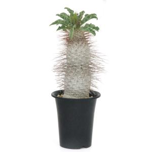 (観葉植物)一点物 パキポディウム ナマクアナム...の商品画像