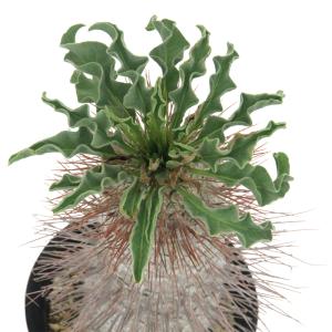 (観葉植物)一点物 パキポディウム ナマクアナ...の詳細画像1