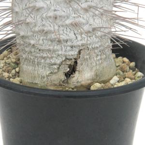(観葉植物)一点物 パキポディウム ナマクアナ...の詳細画像2