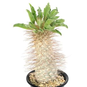 (多肉植物)一点物 パキポディウム ナマクアナム...の商品画像
