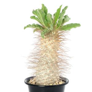 (多肉植物)一点物 パキポディウム ナマクアナ...の詳細画像1