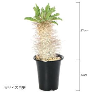 (多肉植物)一点物 パキポディウム ナマクアナ...の詳細画像3