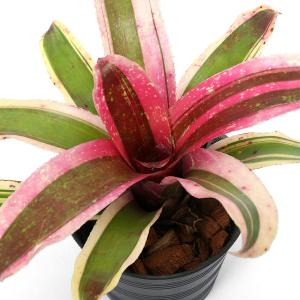 （観葉植物）ネオレゲリア　ショッキングピンク　３．５号（１株）