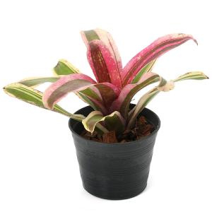 (観葉植物)ネオレゲリア ショッキングピンク ...の詳細画像1