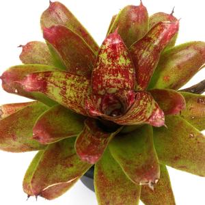 （観葉植物）ネオレゲリア　Ｊ．Ｓ　レッド　コンパクト　３号（１株）