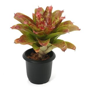 (観葉植物)ネオレゲリア J.S レッド コン...の詳細画像1