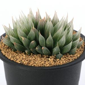 （多肉植物）ハオルチア　ダヴィディ　３号(１鉢)