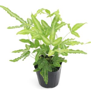 （観葉植物）プテリス　アルボリネアータ　３号（１ポット）　シダ植物