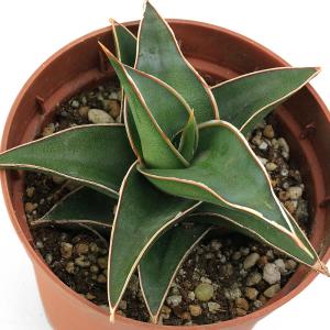 （観葉植物）インテリア　サンスベリア　ラブラノス　２．５号（１鉢）