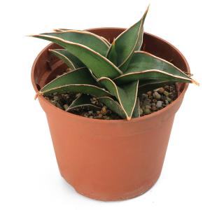 (観葉植物)インテリア サンスベリア ラブラノ...の詳細画像1